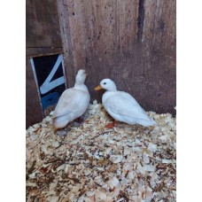 White Call Duck